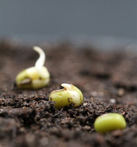 Mar 19, 2014 · What happens when a seed germinates. Germination occurs when all the proper variables are in place for that particular variety (oxygen, temperature, light or darkness) and the seed coat absorbs water, causing it to swell and rupture. The first sign of life comes from the radicle, a little white tail that eventually becomes the primary root of ... 